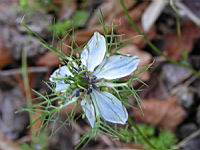 Dryopteris Remota (fam Dryopteridacees) (Europe) (2) (Photo F. Mrugala)